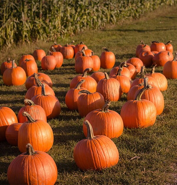 Pumpkin