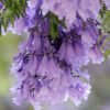 Jacaranda Tree