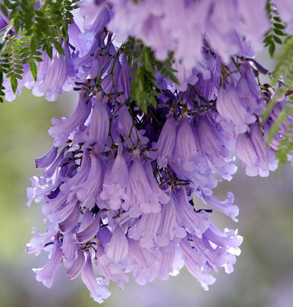 Jacaranda Tree