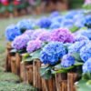 Hydrangeas