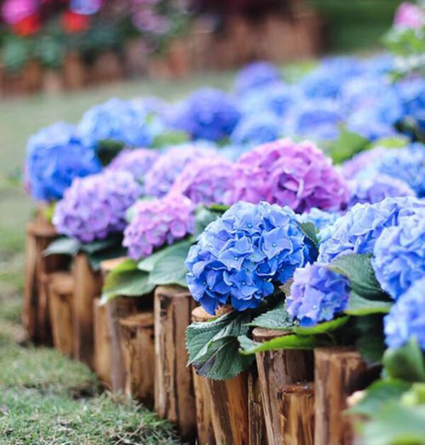Hydrangeas