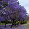 Jacaranda Tree