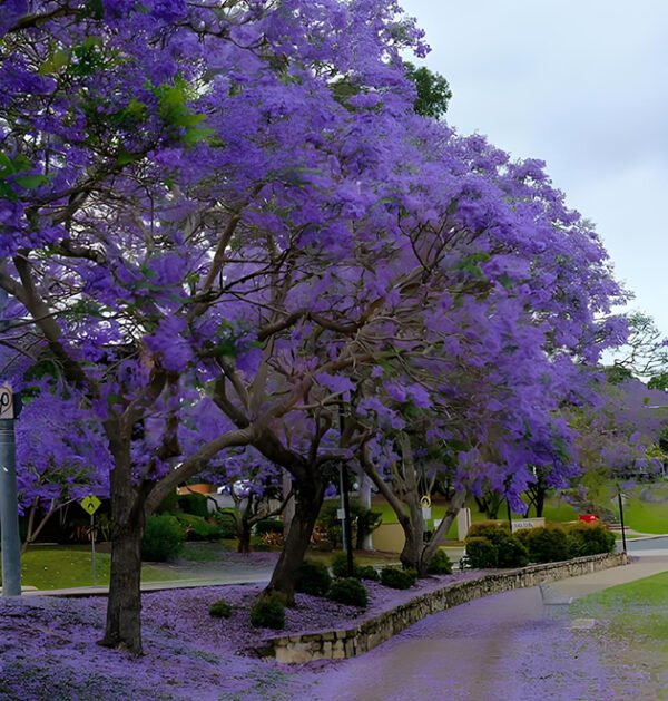 Jacaranda Tree