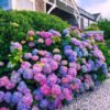 Hydrangeas