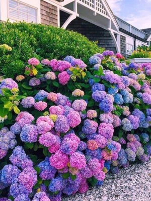 Hydrangeas