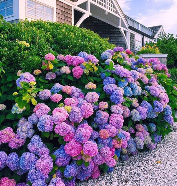 Hydrangeas