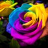 Multicolor Roses
