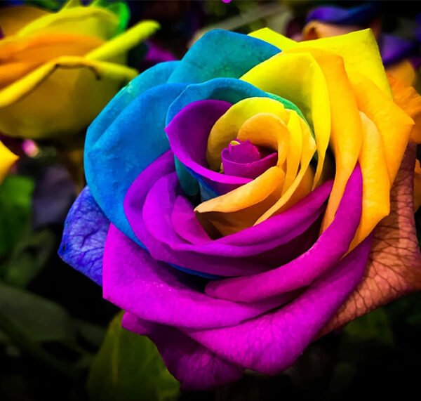 Multicolor Roses