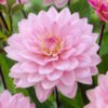 Dahlia