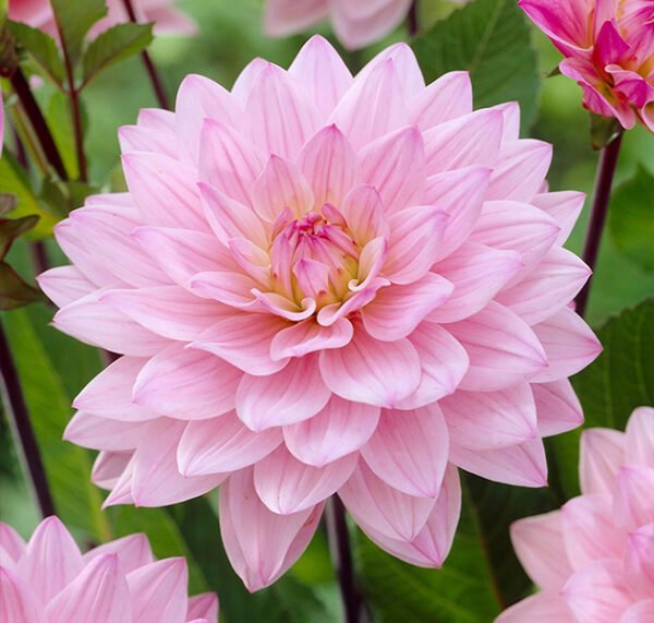 Dahlia