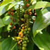 Black Pepper