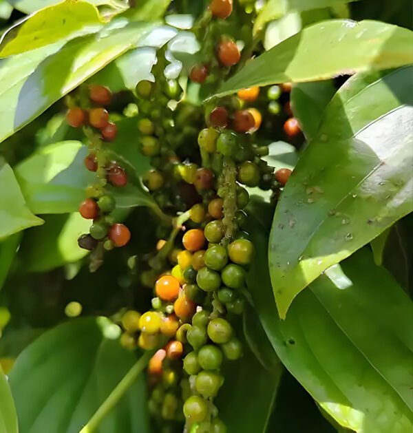 Black Pepper