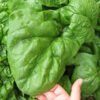 Spinach