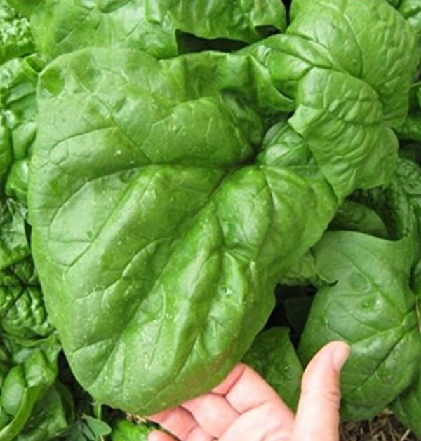 Spinach