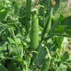 Pea