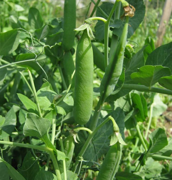 Pea