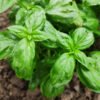 Basil