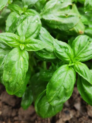 Basil