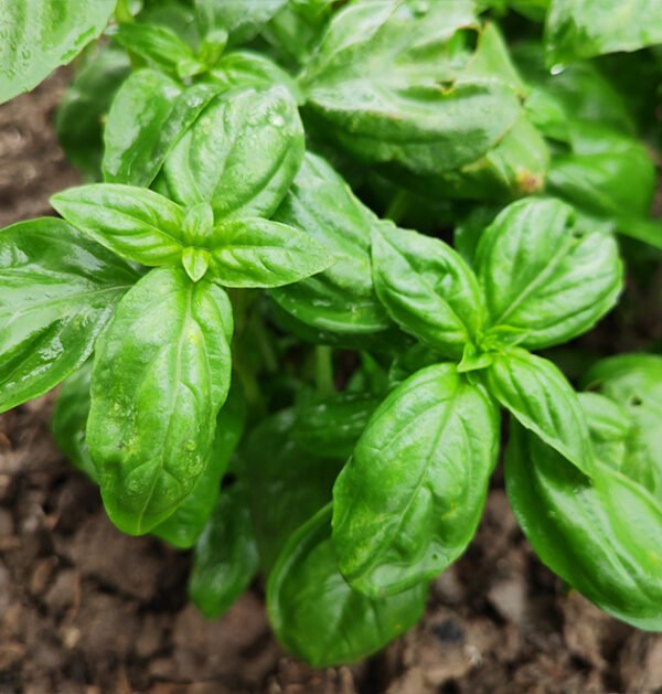 Basil