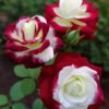 Red Rose