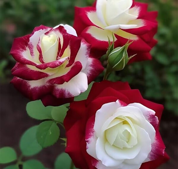 Red Rose