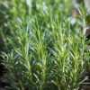 Rosemary