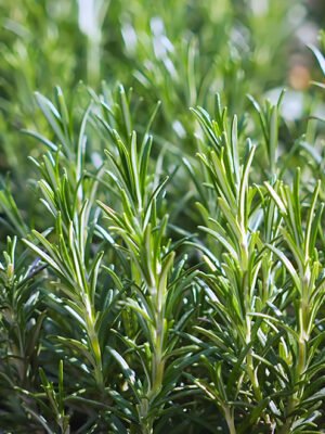 Rosemary