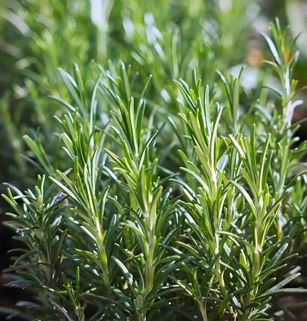 Rosemary