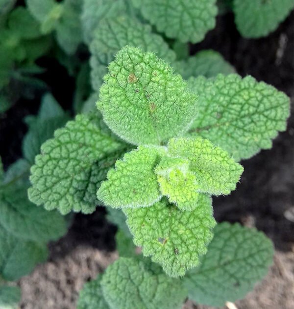 Mint