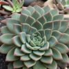 Succulent