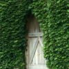Ivy