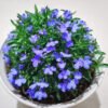 Thyme