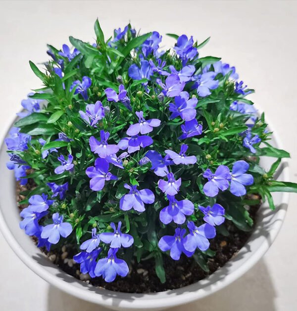 Thyme