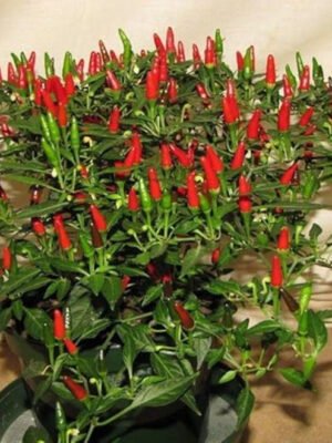 Chili