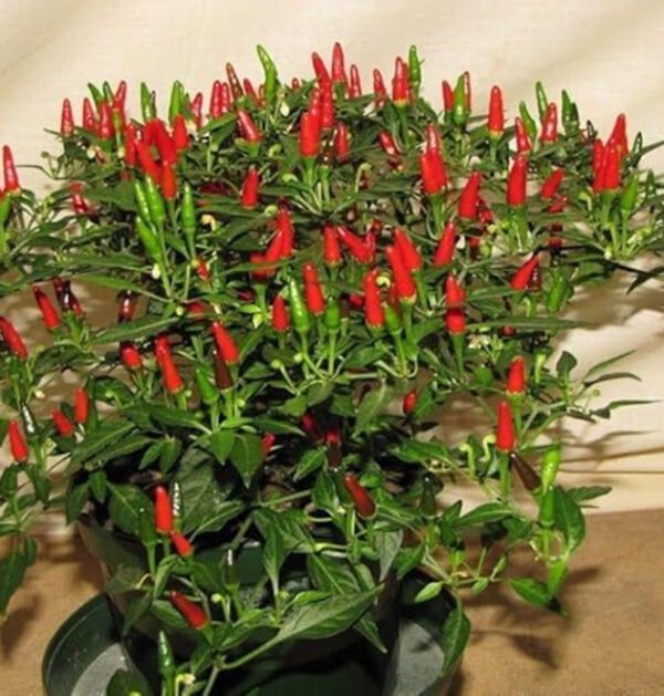 Chili