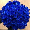 Blue Rose