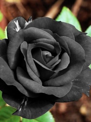 Black Rose