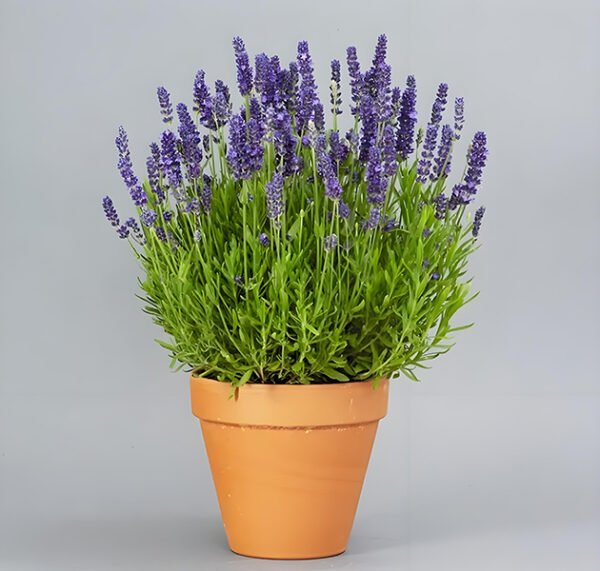 Lavender