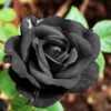 Black Rose