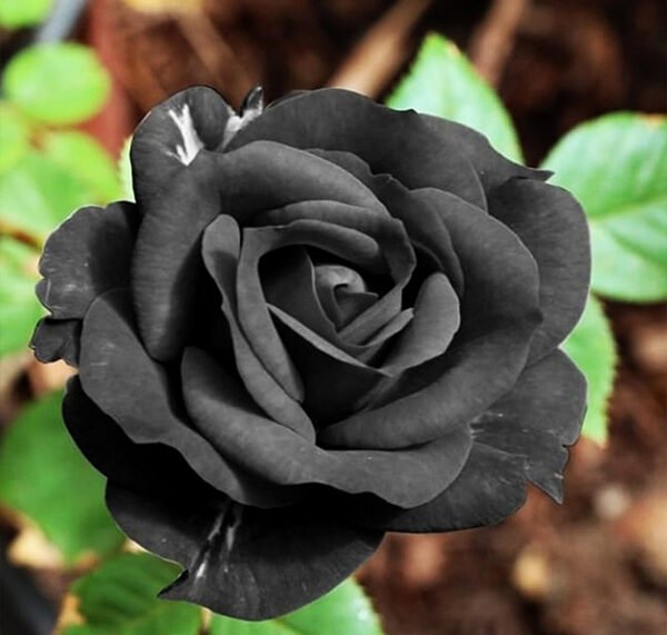 Black Rose