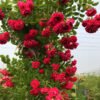Climbing Mixed Color Rose