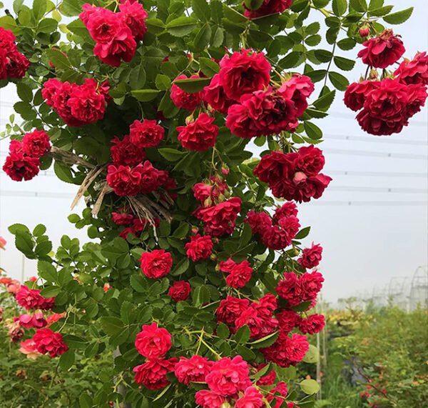 Climbing Mixed Color Rose