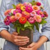 Zinnias