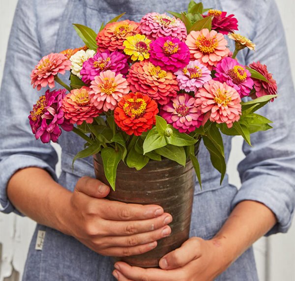 Zinnias