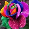 Multicolor Roses