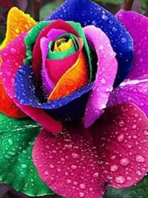 Multicolor Roses