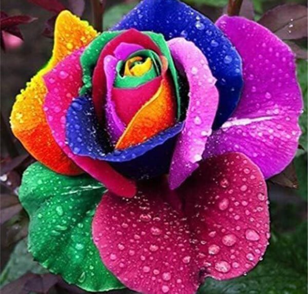 Multicolor Roses