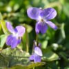 Violet
