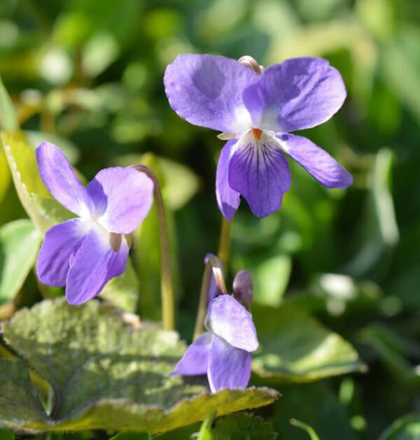 Violet