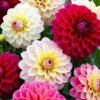 Dahlia